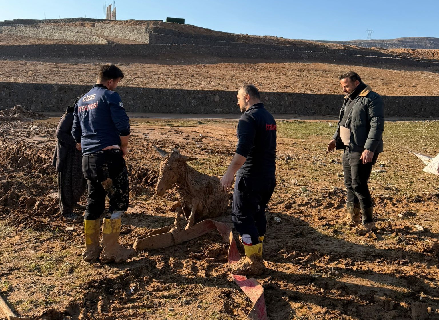 Cizre’de bataklığa saplanan eşekler kurtarıldı
