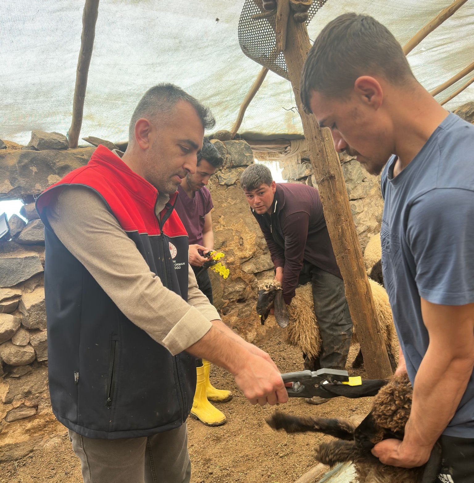 Cizre’de hayvan sağlığı için yoğun mesai
