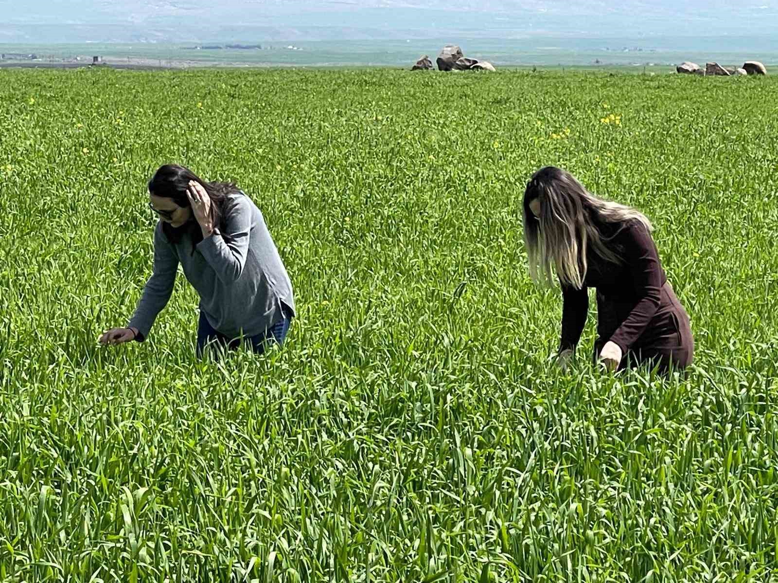 Cizre’de tarlalarda ‘süne’ mesaisi
