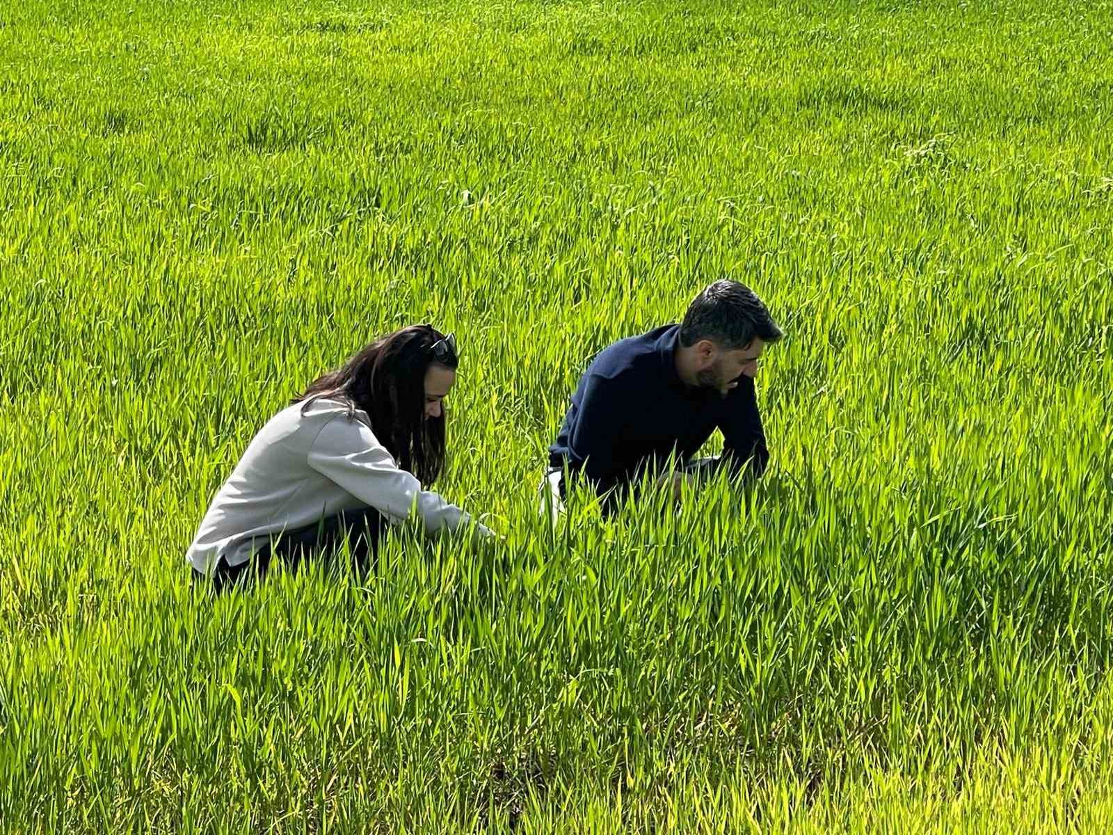 Cizre’de tarlalarda ‘süne’ mesaisi
