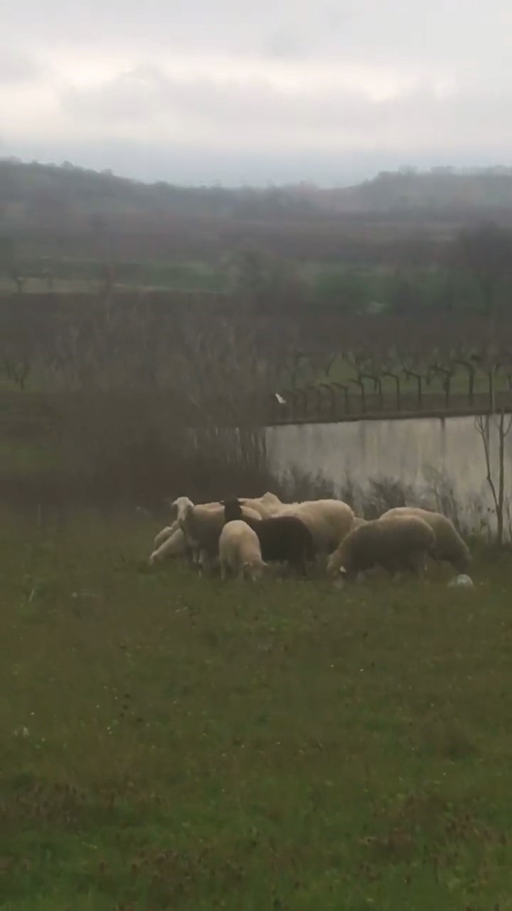 Çoban sesiyle herkesi mest etti
