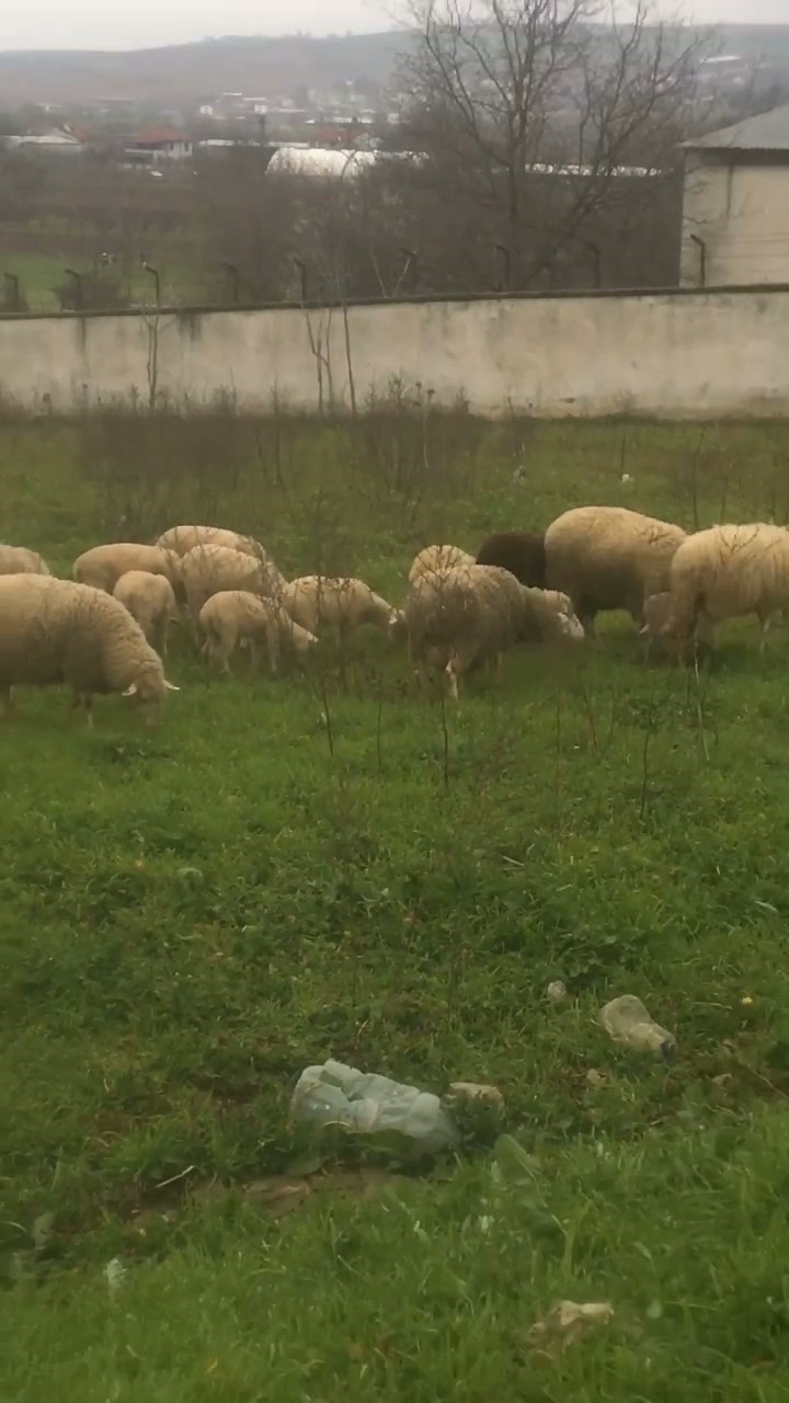 Çoban sesiyle herkesi mest etti
