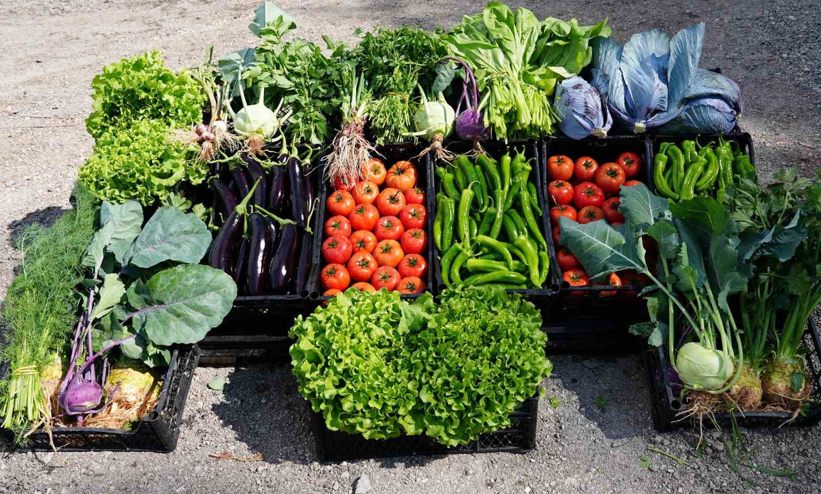 Çocuk serasında minikler yetiştirdikleri sebzeleri hasat etti
