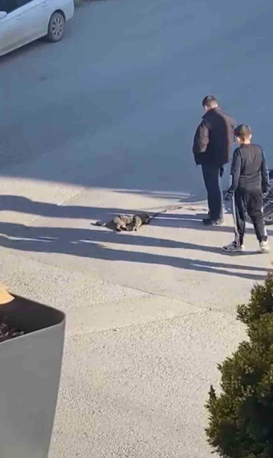 Çocuklar yaralı kedinin üzerini örtüp, başında nöbet tuttu
