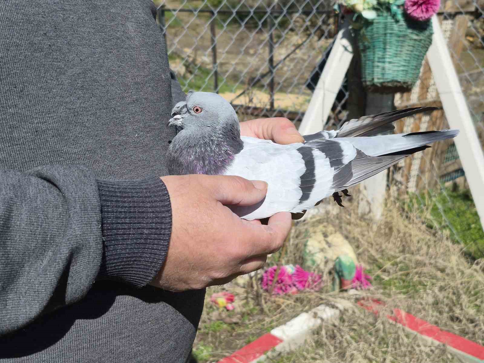 Çocukluğundan bu yana güvercin tutkunu olan adam: "Bir ev parasına kuş veren var"
