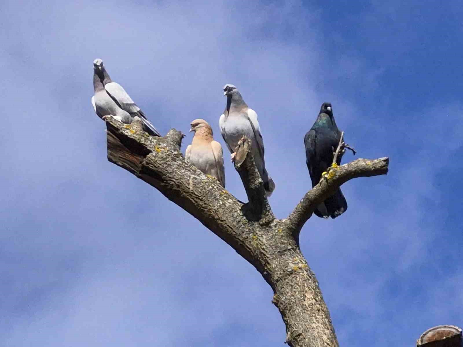 Çocukluğundan bu yana güvercin tutkunu olan adam: "Bir ev parasına kuş veren var"
