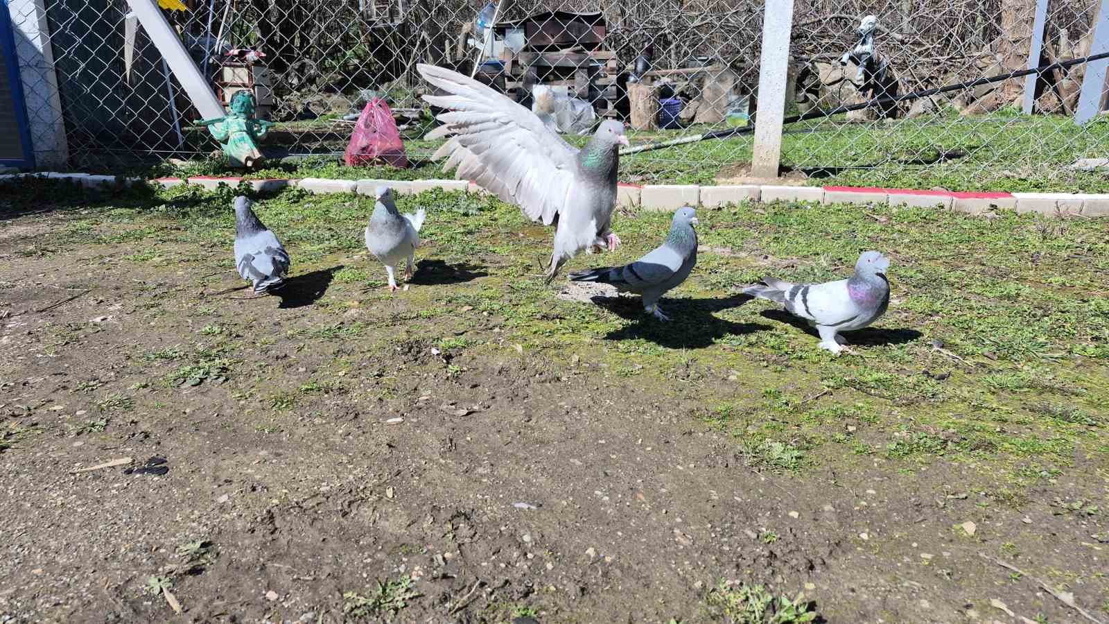 Çocukluğundan bu yana güvercin tutkunu olan adam: "Bir ev parasına kuş veren var"
