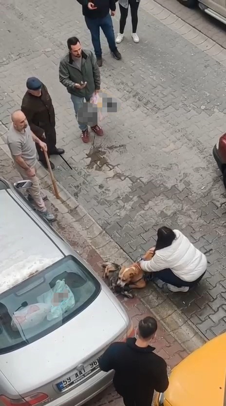Çorlu’da pitbull dehşetinde yeni görüntüler: Köpek sahibi müdahaleye engel oldu, gerilim büyüdü

