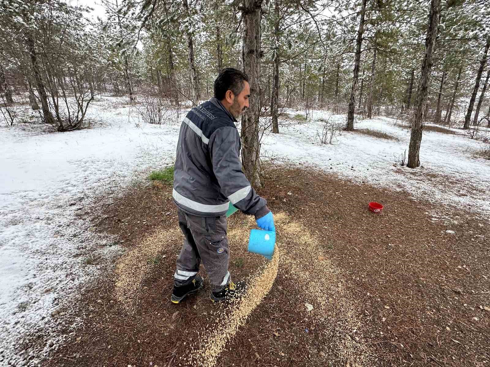 Çorum Belediyesi yaban hayvanlarını unutmadı
