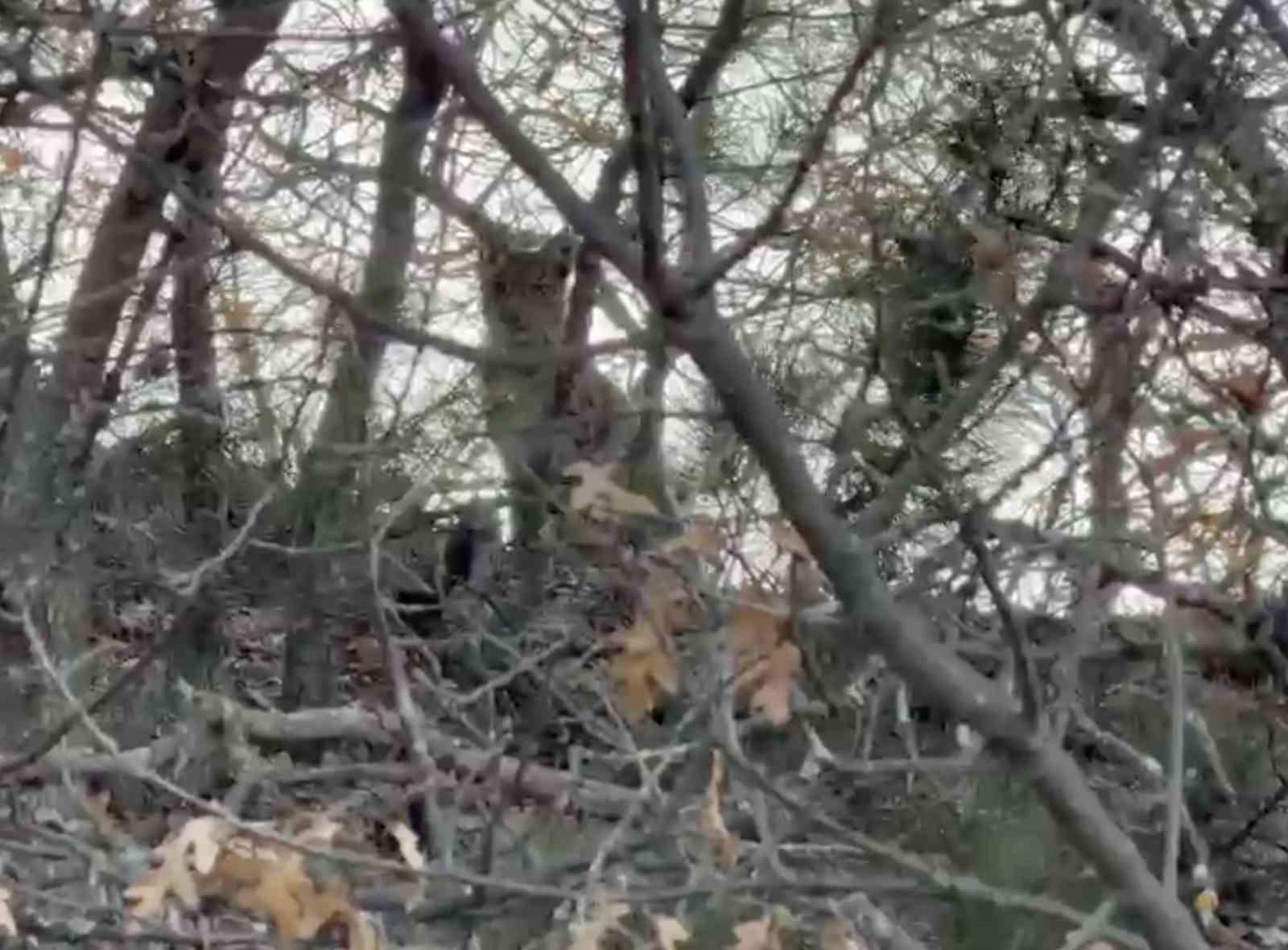 Çorum’da Avrasya vaşağı görüntülendi
