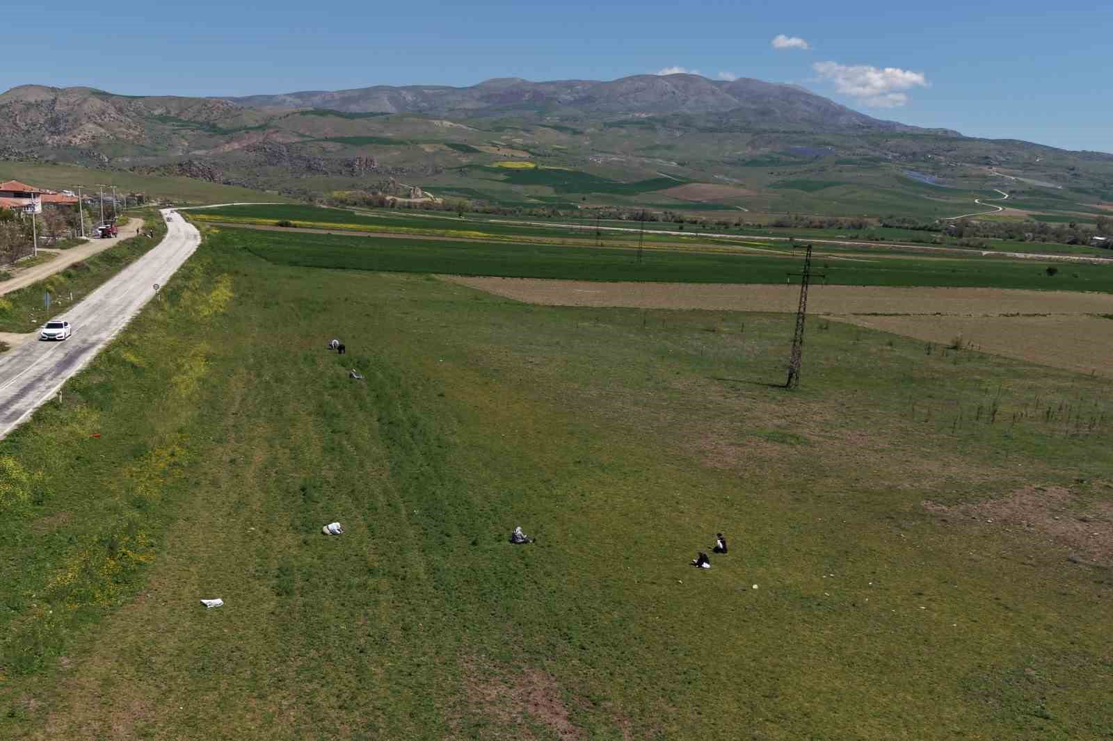Çorum’da "madımak otu" mesaisi başladı
