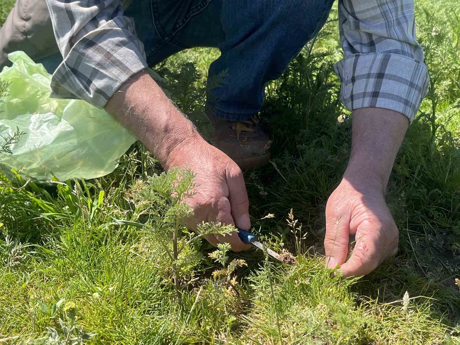 Çorum’da "madımak otu" mesaisi başladı
