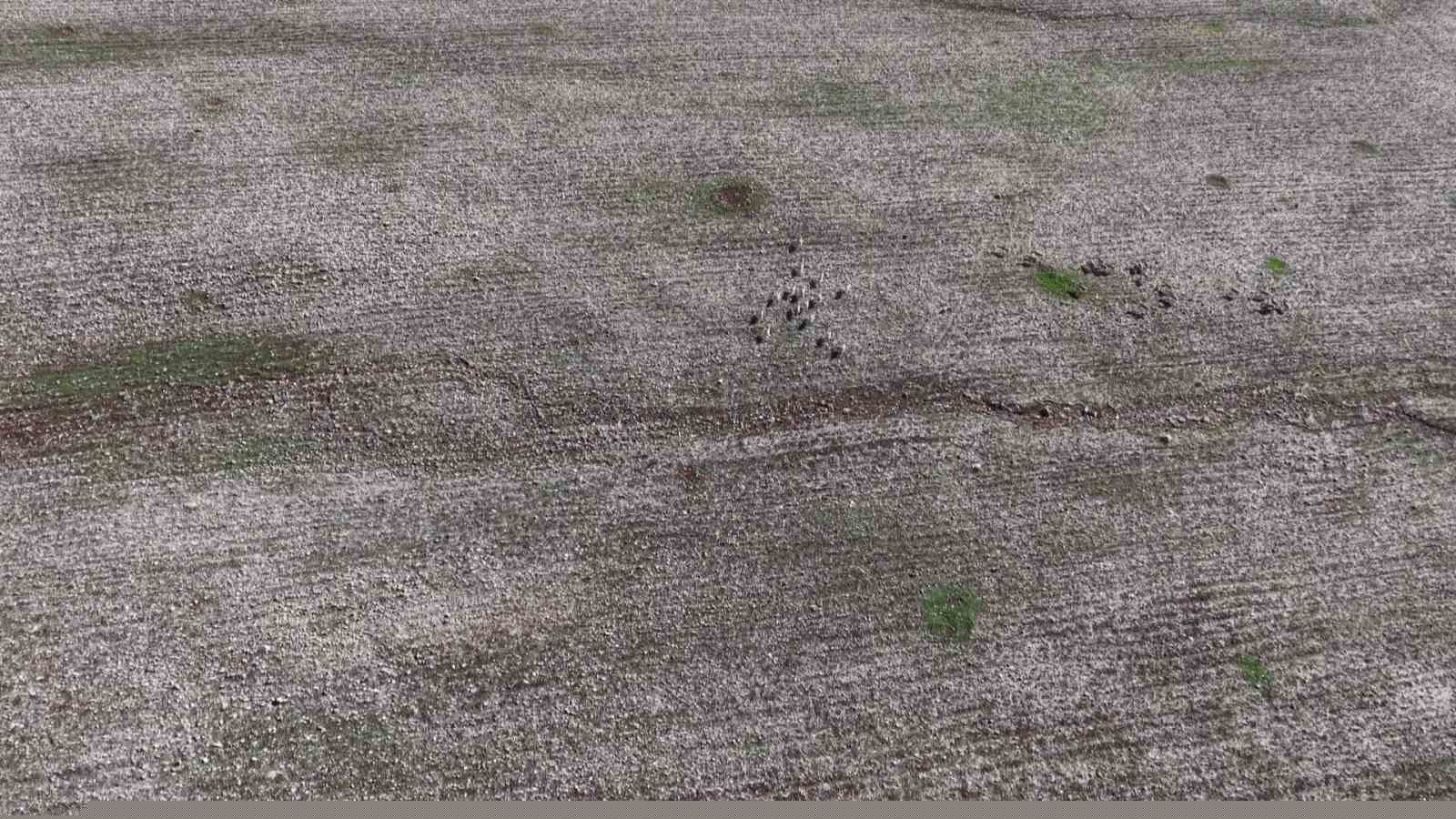 Cudi Dağında ceylan popülasyonu 165’e ulaştı
