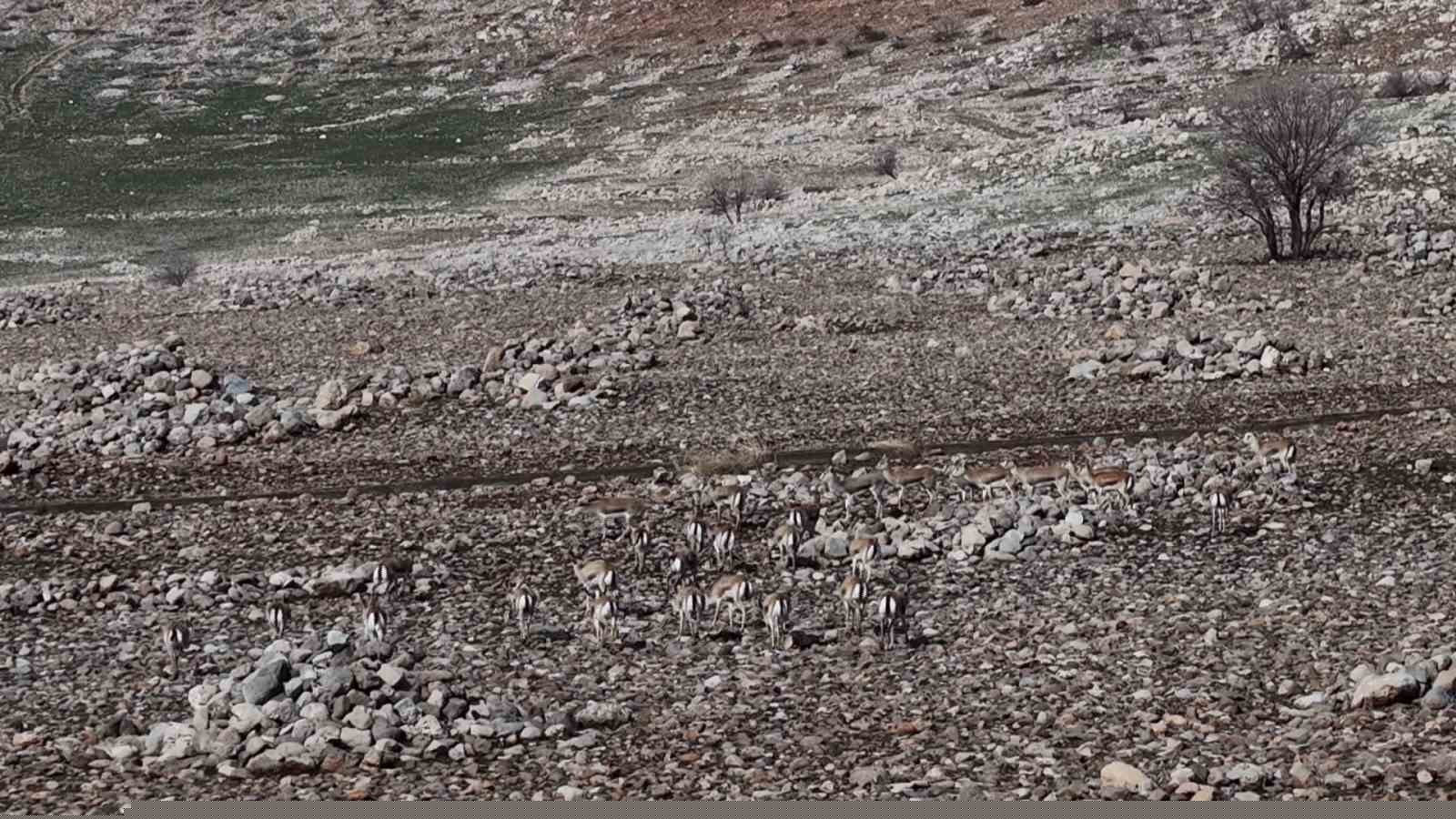 Cudi Dağında ceylan popülasyonu 165’e ulaştı
