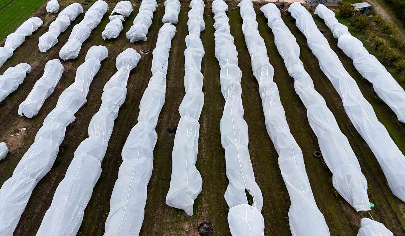 Çukurova çiftçisinden zirai don önlemi: 15 dönüm limon ağacı fileyle örtüldü
