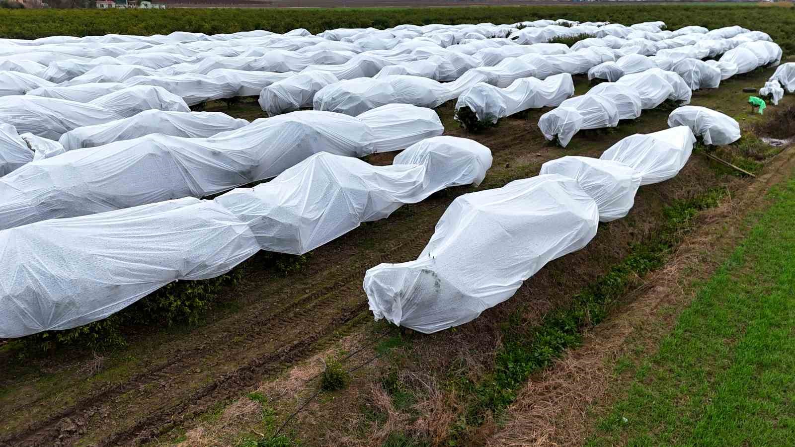Çukurova çiftçisinden zirai don önlemi: 15 dönüm limon ağacı fileyle örtüldü
