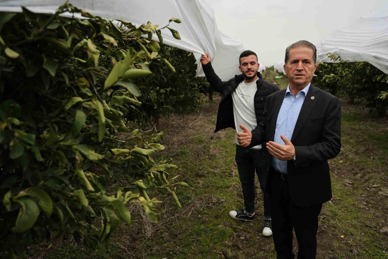 Çukurova çiftçisinden zirai don önlemi: 15 dönüm limon ağacı fileyle örtüldü
