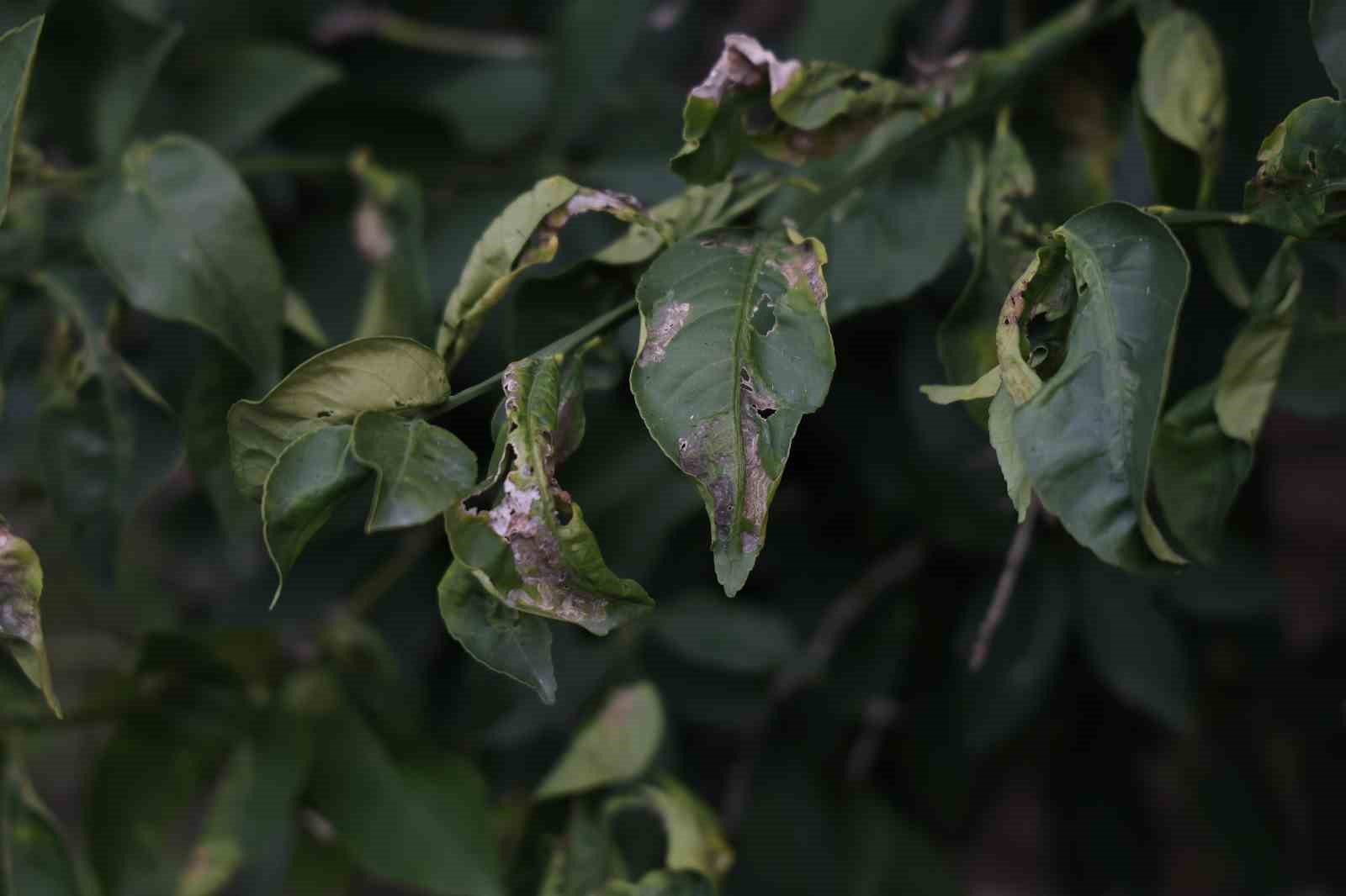 Çukurova çiftçisinden zirai don önlemi: 15 dönüm limon ağacı fileyle örtüldü
