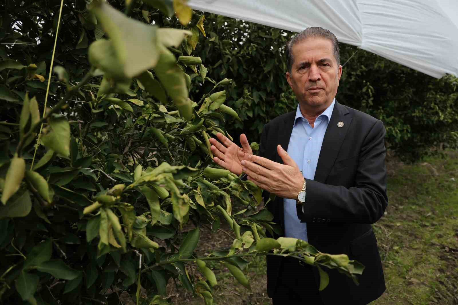 Çukurova çiftçisinden zirai don önlemi: 15 dönüm limon ağacı fileyle örtüldü
