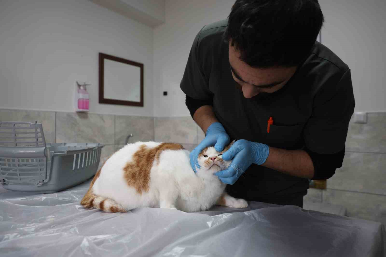 Cumhuriyet tarihinin ilk fakültesine ait hastanede, bir yılda 9 bin 600 hayvan şifa buldu
