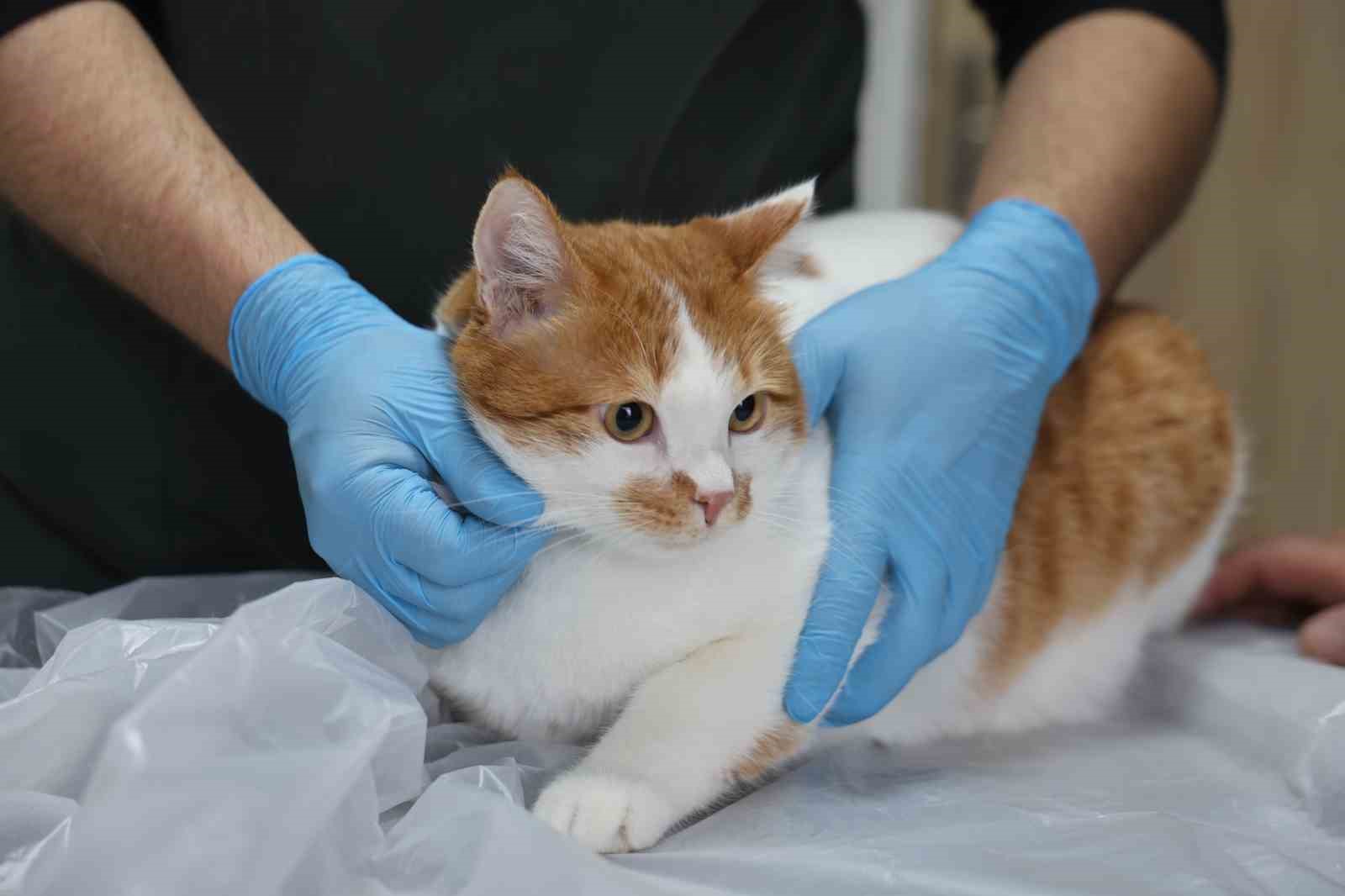 Cumhuriyet tarihinin ilk fakültesine ait hastanede, bir yılda 9 bin 600 hayvan şifa buldu
