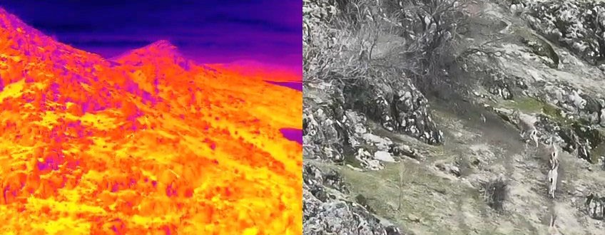 Dağ keçileri termal dron ile görüntülendi
