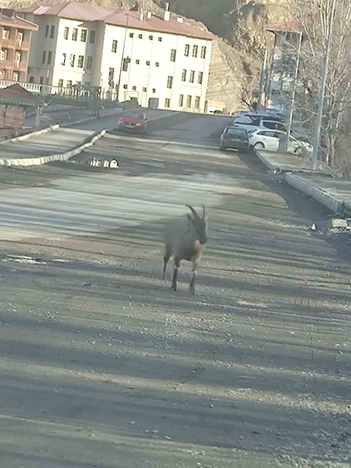 Dağ keçisi ilçe merkezine indi: Vatandaşları hayrete düşürdü
