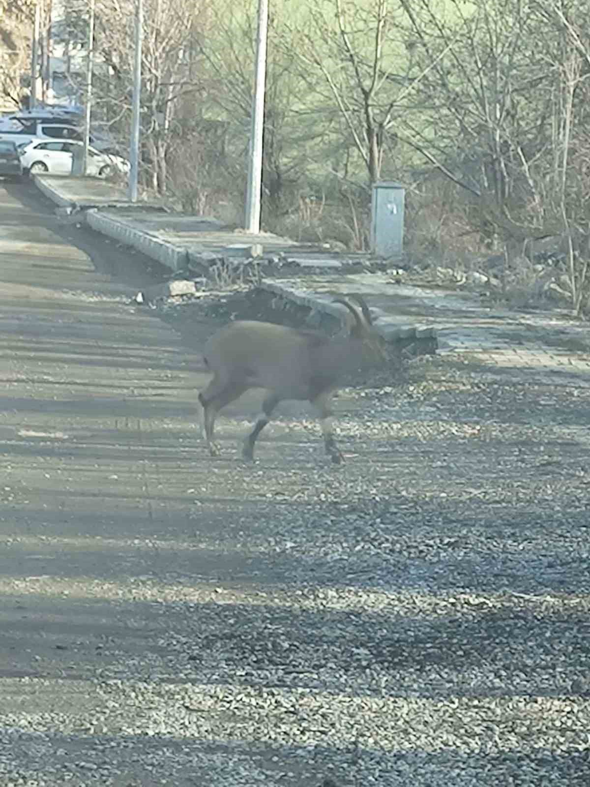 Dağ keçisi ilçe merkezine indi: Vatandaşları hayrete düşürdü
