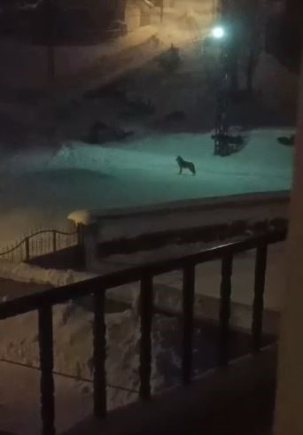 Dağda aç kalan kurtlar köyün kabusu oldu
