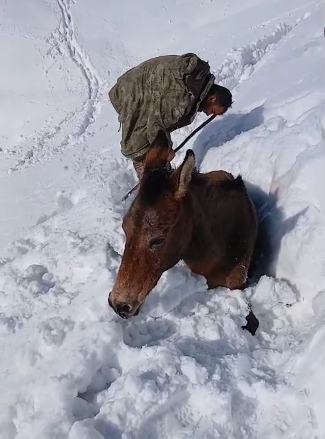 Dağda karda mahsur kalan katırlar kurtarıldı
