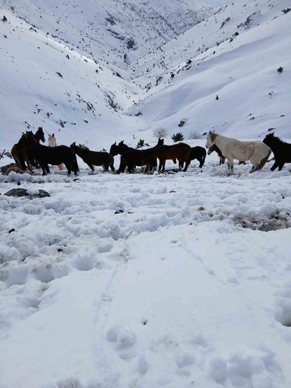 Dağda karda mahsur kalan katırlar kurtarıldı
