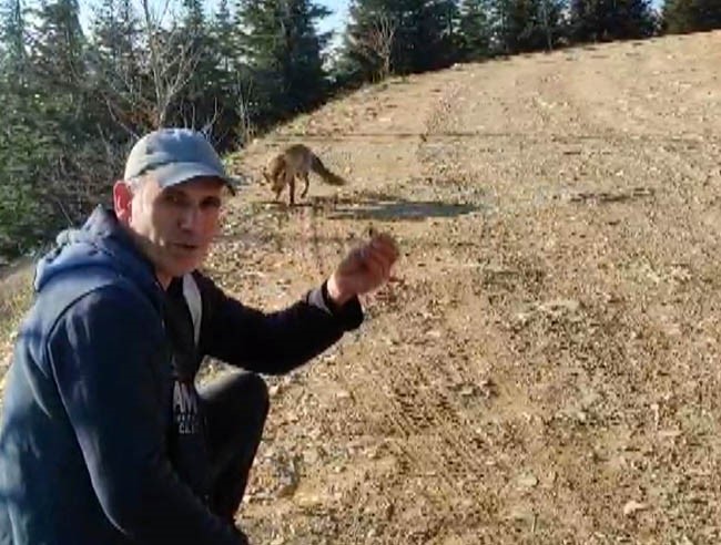 Dağda karşılaştığı tilkiyi çerezle besledi
