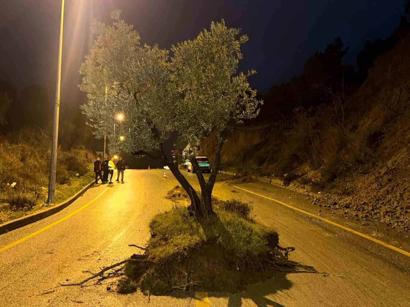 Dağdan kopan zeytin ağacı karayolunu ikiye böldü
