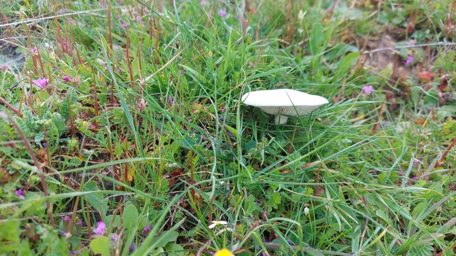 Dağlar çiçek açtı, arıcılar umutlandı
