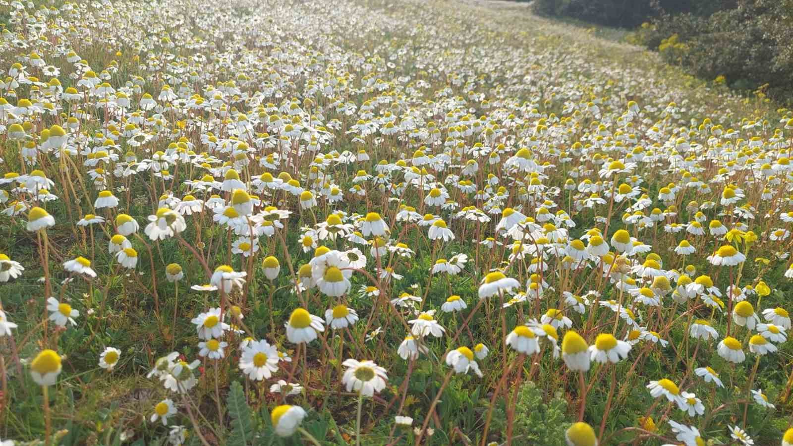 Dağlar çiçek açtı, arıcılar umutlandı
