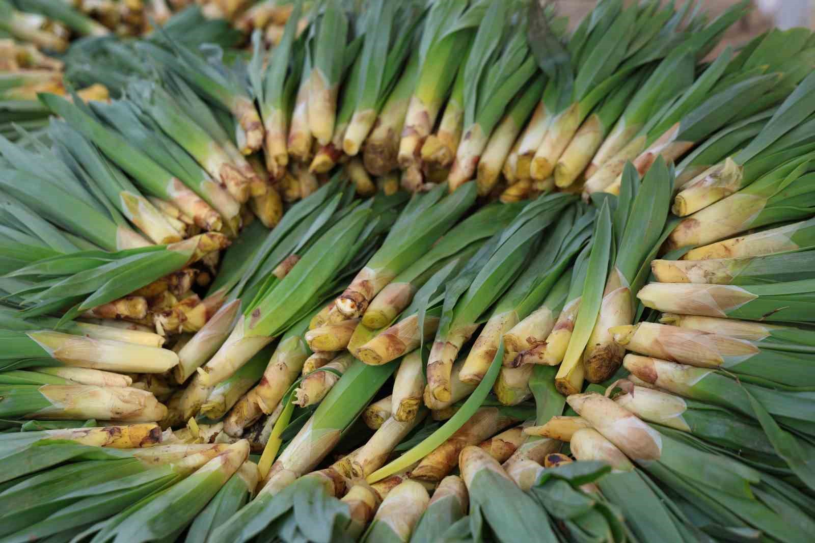 Dağlardan toplanan doğal antibiyotik, tezgahlarda yerini aldı
