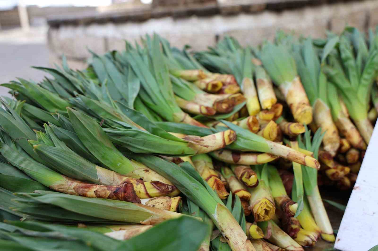 Dağlardan toplanan doğal antibiyotik, tezgahlarda yerini aldı
