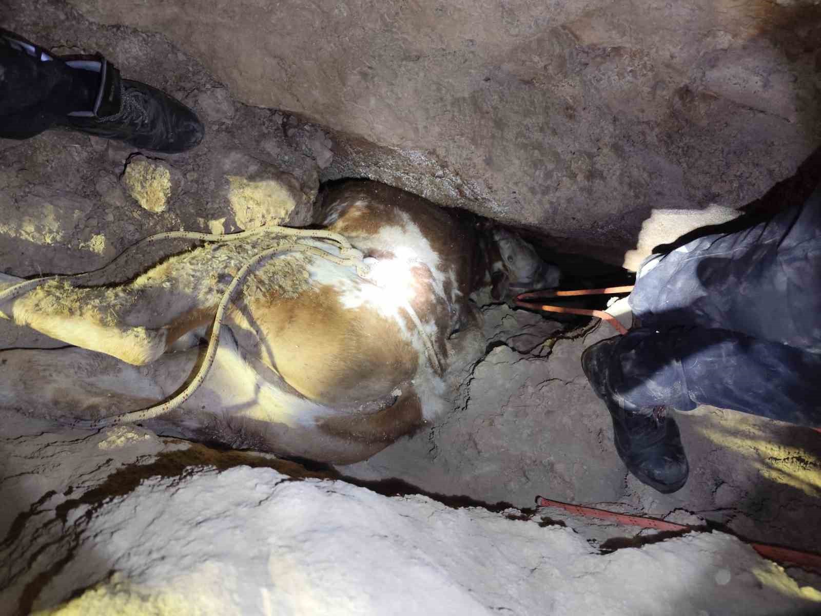 Dağlık alanda otlarken mağaraya düşen inek mağaraya inebilecek kasap bulunamayınca telef oldu

