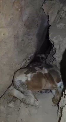 Dağlık alanda otlarken mağaraya düşen inek mağaraya inebilecek kasap bulunamayınca telef oldu
