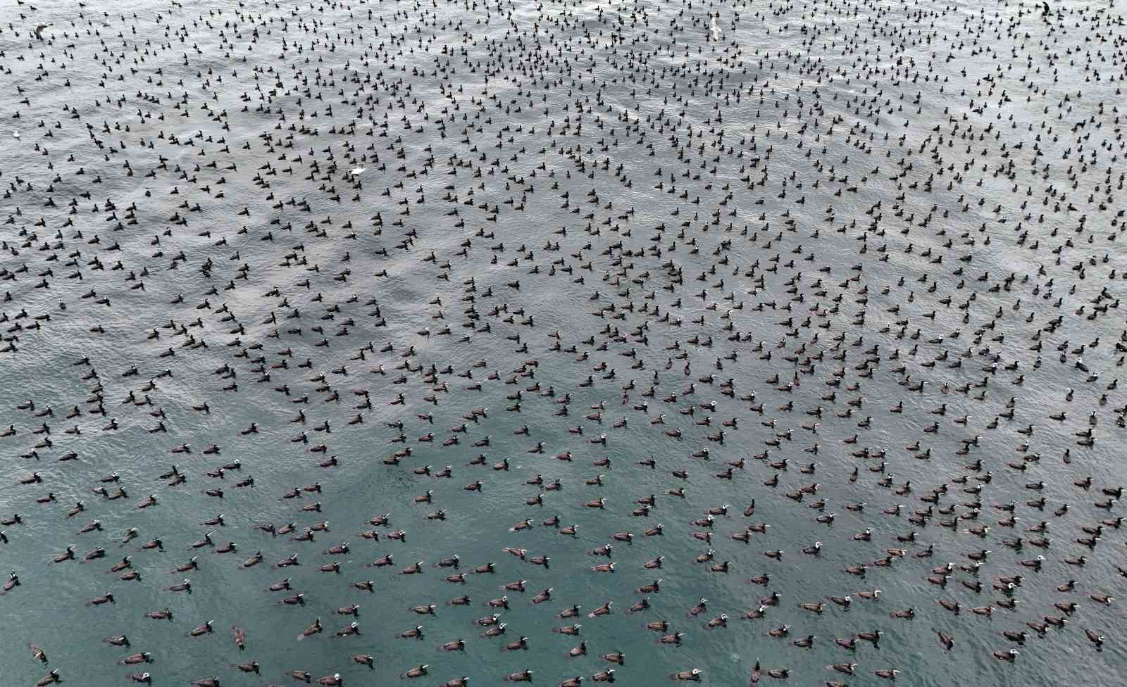 Damatlıklarını giyen karabatak kuşları İstanbul Boğazı’nda bir araya geldi
