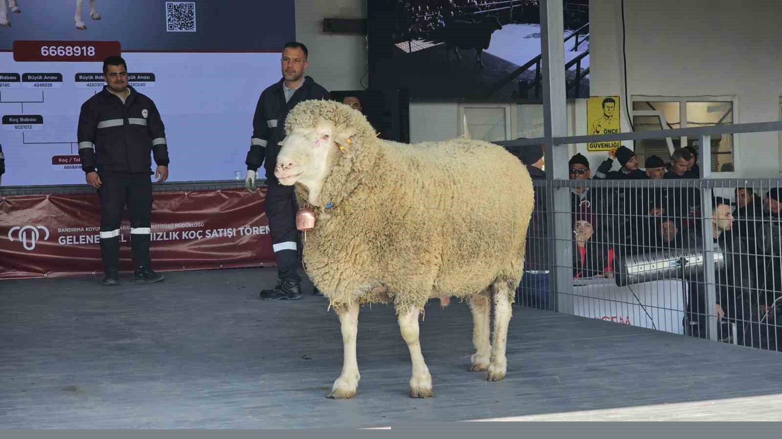 Damızlık koçta rekor, açık artırmada 1 milyonluk satış
