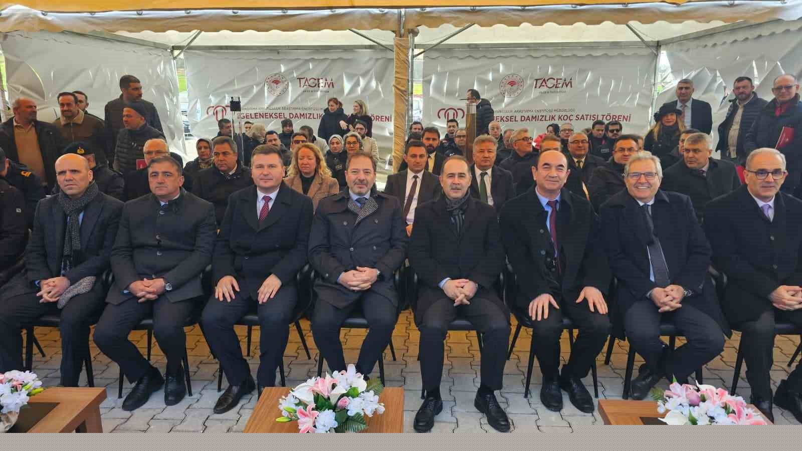 Damızlık koçta rekor, açık artırmada 1 milyonluk satış
