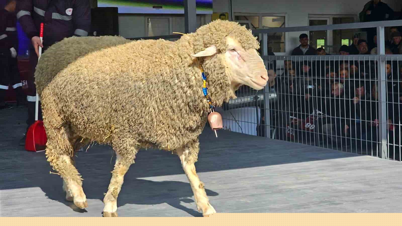 Damızlık koçta rekor, açık artırmada 1 milyonluk satış
