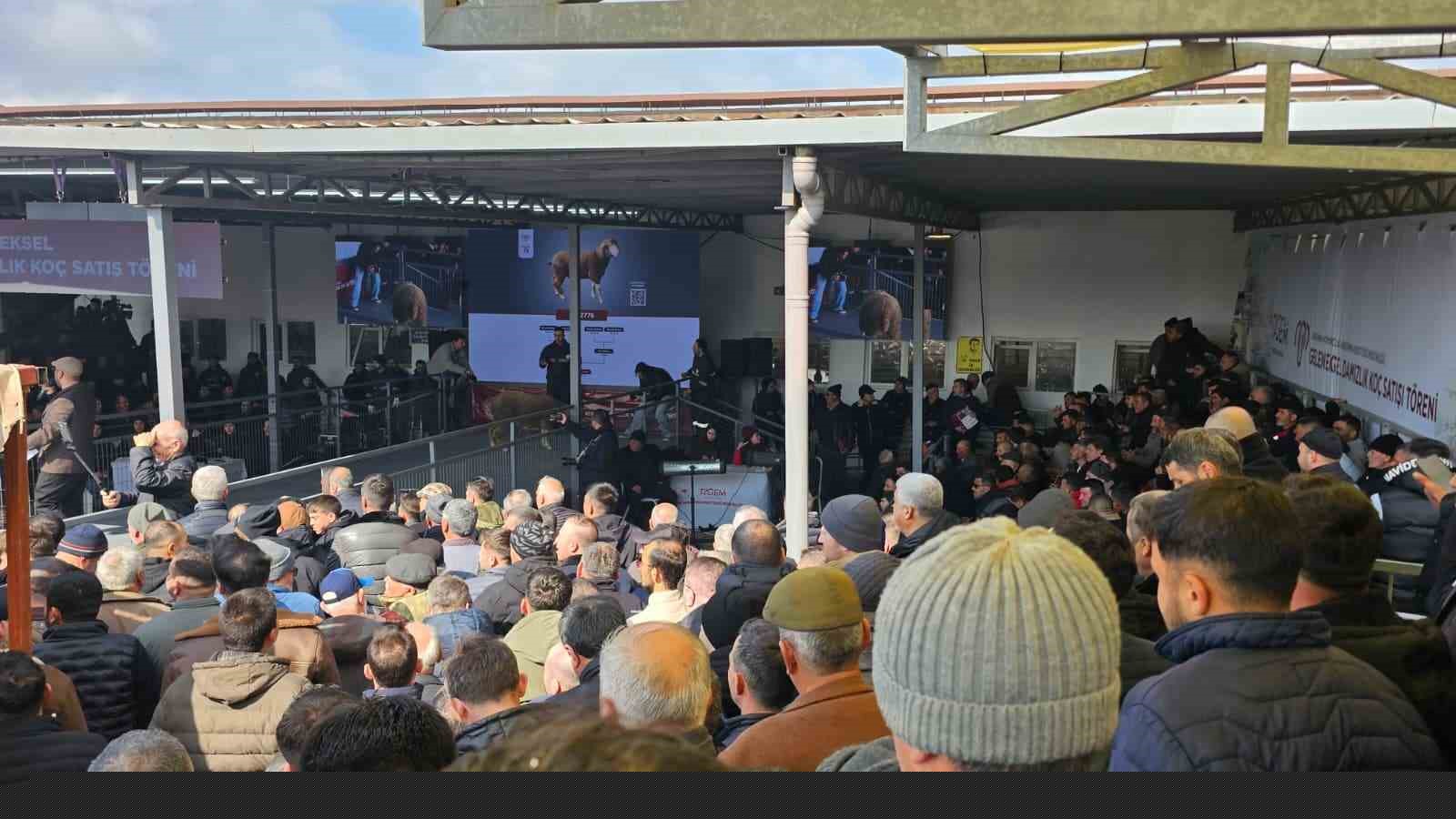 Damızlık koçta rekor, açık artırmada 1 milyonluk satış
