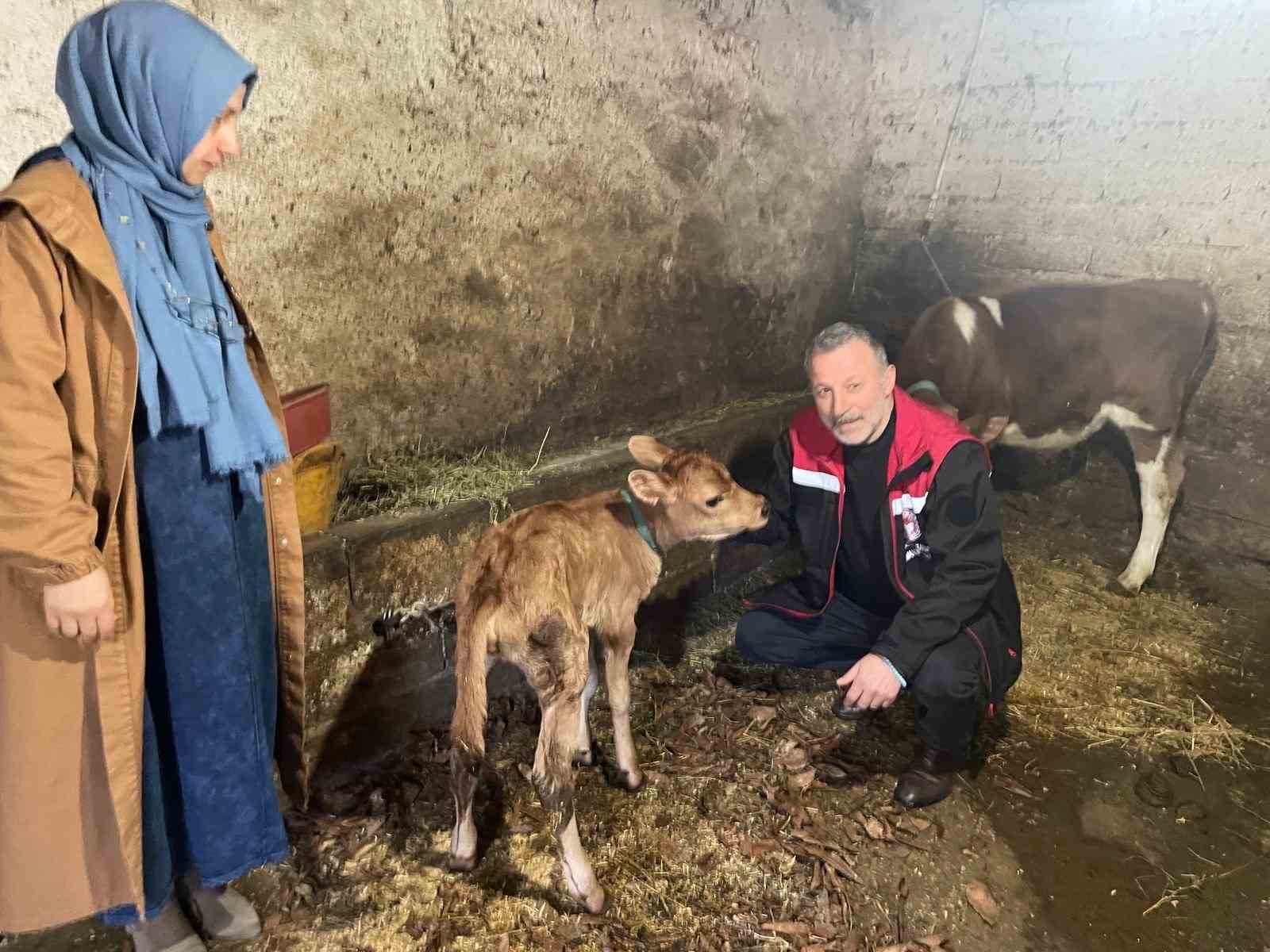 Danimarka ve Amerika’dan getirildiler, Of’a kısa sürede uyum sağladılar
Danimarka ve Amerika’dan getirildiler, Of’a kısa sürede uyum sağladılar
