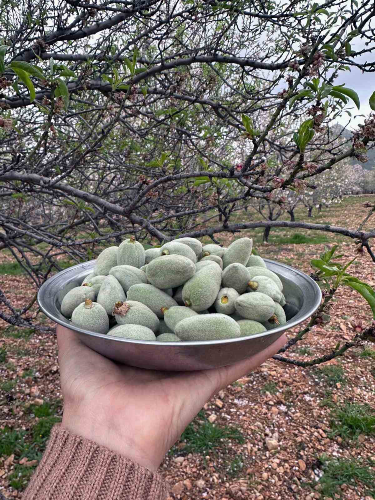 Datça’nın ünlü ‘çağla badem’i tezgaha inmeye hazır
