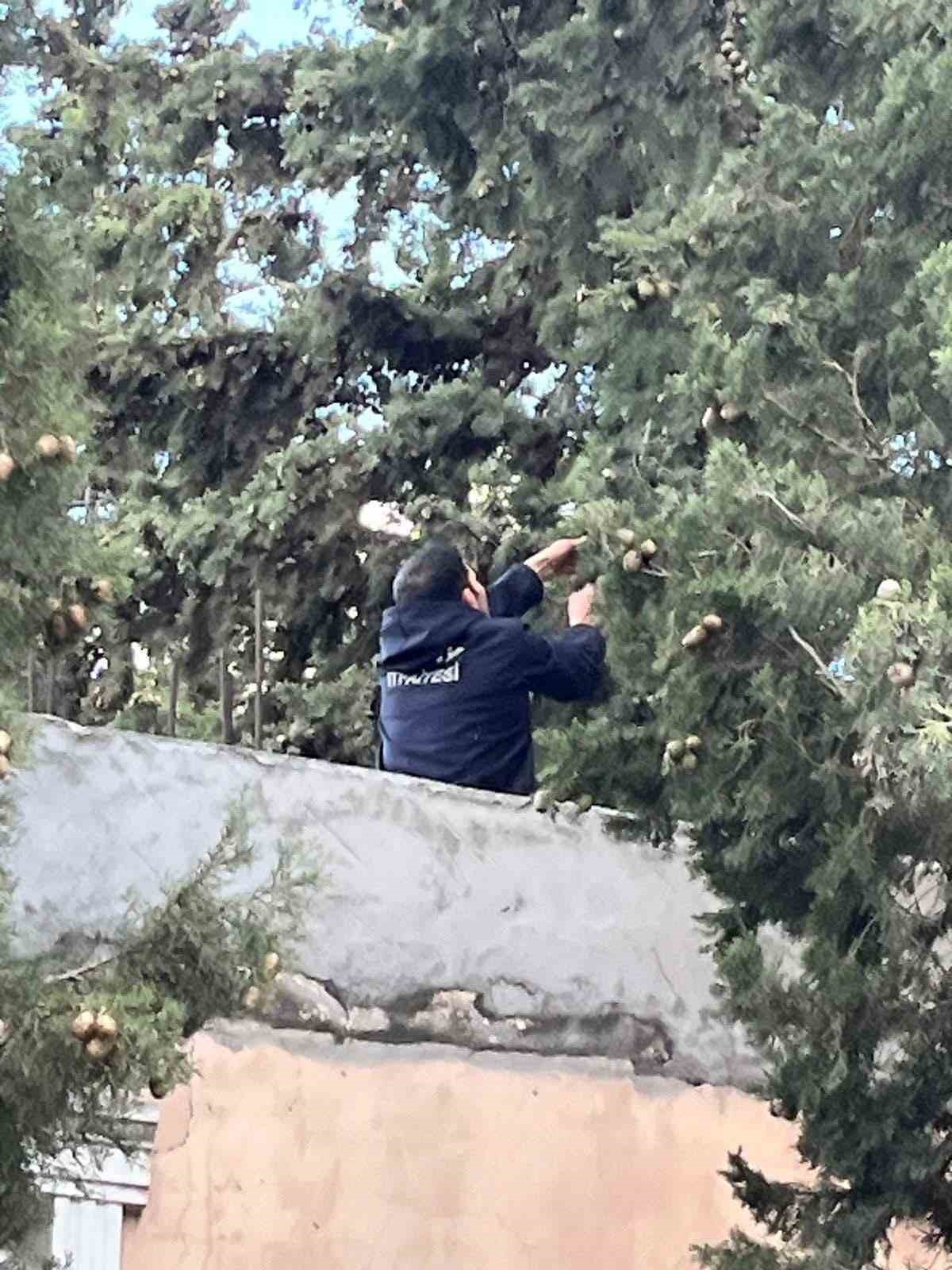 Defne’de ağaçta mahsur kalan kediyi itfaiye kurtardı
