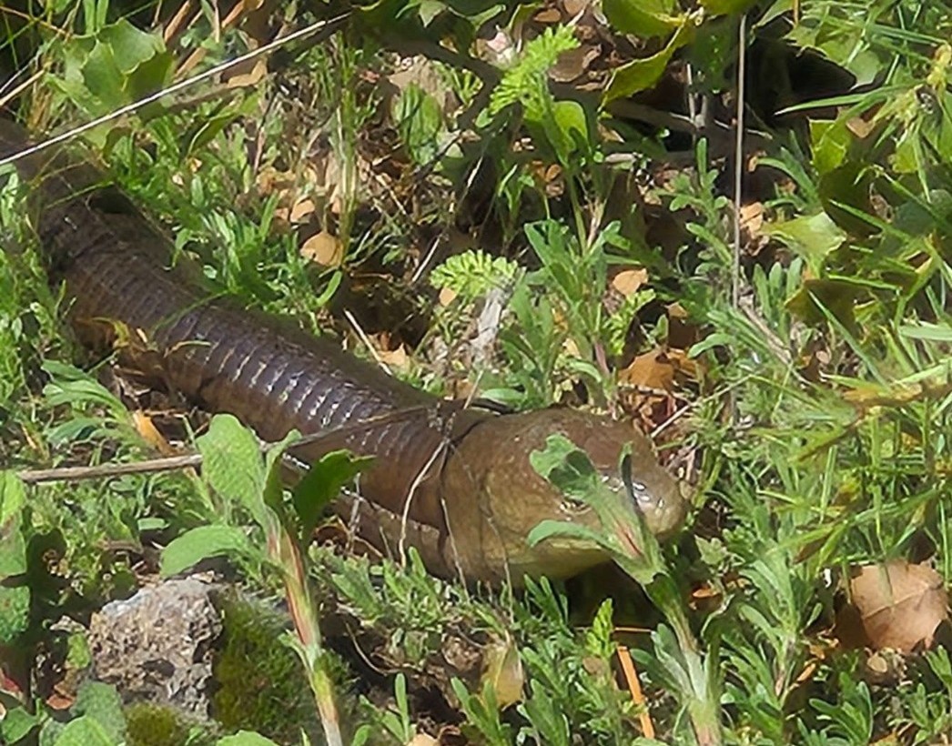 Demir yılan Bozkurt’ta ortaya çıktı

