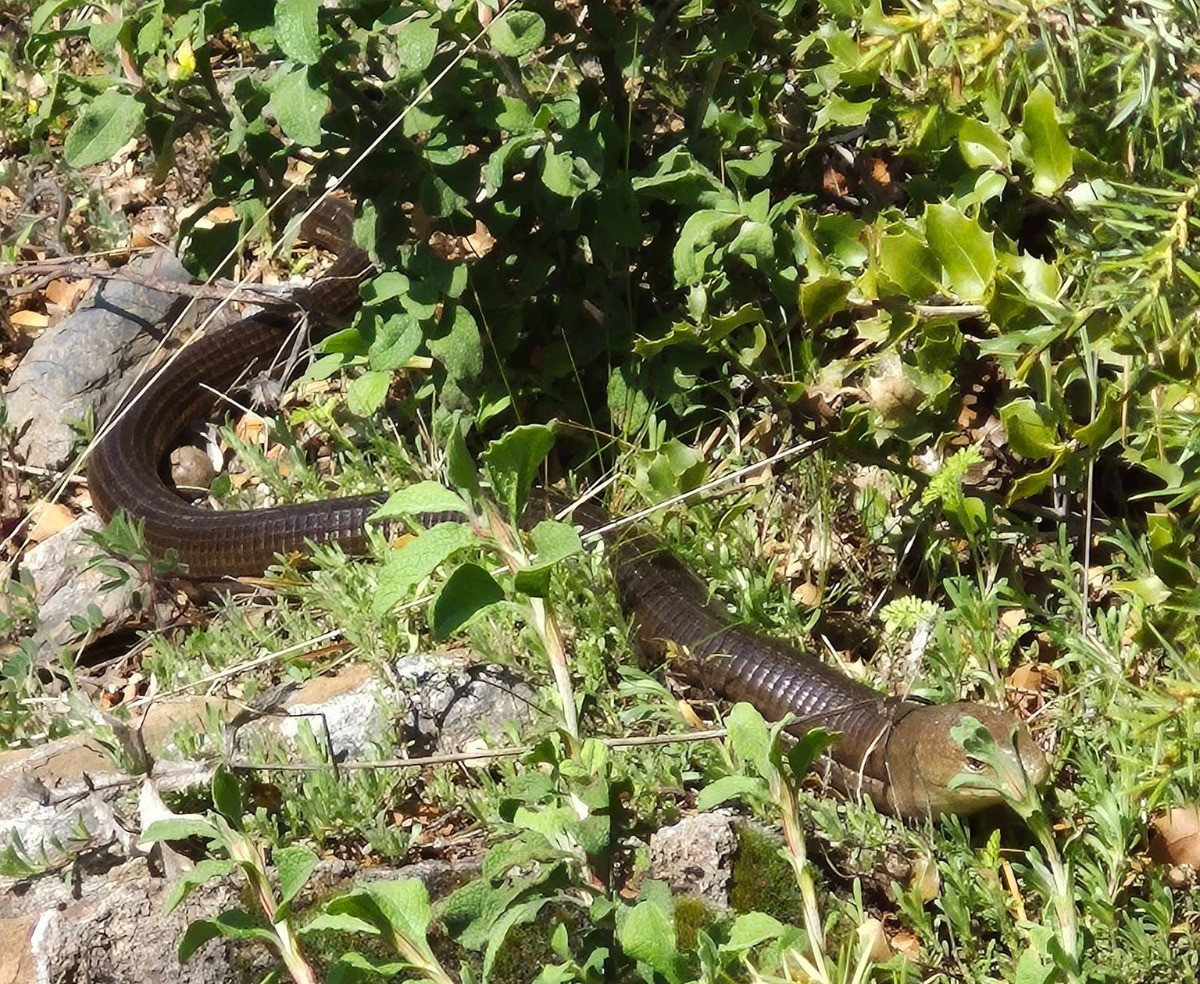 Demir yılan Bozkurt’ta ortaya çıktı
