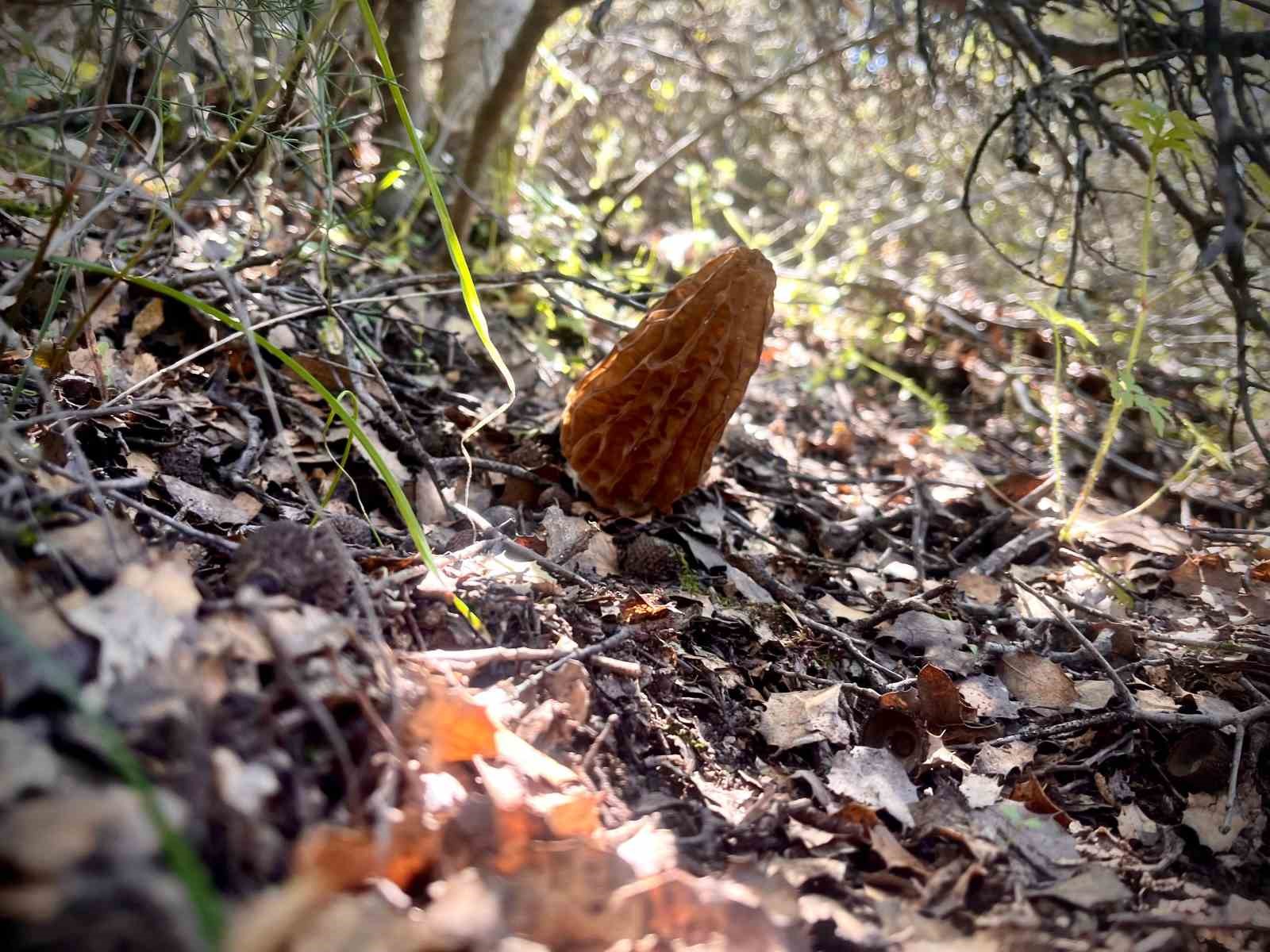 Demirci dağlarında 2 bin liralık kuzu göbeği mesaisi

